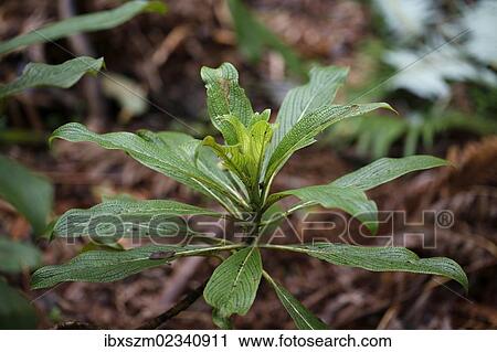 "Kanawao (Broussaisia arguta), Volcano Village, Big Island, Hawaii, USA" View Large Photo Image Stock Image - "Kanawao (Broussaisia arguta), Volcano Village, Big Island, Hawaii, USA". Fotosearch