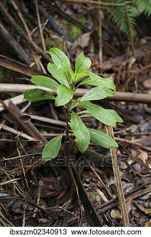 "Kanawao (Broussaisia arguta), Volcano Village, Big Island, Hawaii, USA" View Large Photo Image Stock Image - "Kanawao (Broussaisia arguta), Volcano Village, Big Island, Hawaii, USA". Fotosearch