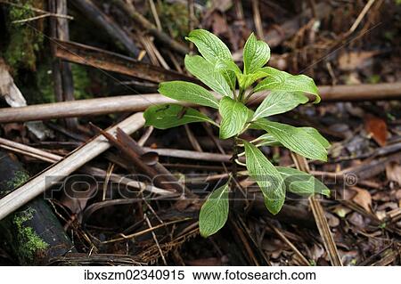 "Kanawao (Broussaisia arguta), Volcano Village, Big Island, Hawaii, USA" View Large Photo Image Stock Photography - "Kanawao (Broussaisia arguta), Volcano Village, Big Island, Hawaii, USA". Fotosearch