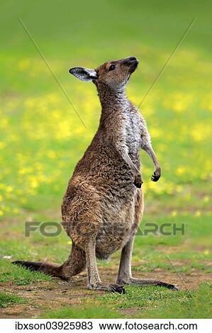 Stock Image - "Kangaroo Island Kangaroo (Macropus fuliginosus fuliginosus), adult, alert, South Australia, Australia, Oceania". Fotosearch