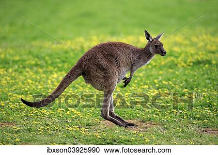 "Kangaroo Island Kangaroo (Macropus fuliginosus fuliginosus), adult, alert, South Australia, Australia, Oceania" View Large Photo Image Stock Image - "Kangaroo Island Kangaroo (Macropus fuliginosus fuliginosus), adult, alert, South Australia, Australia, Oceania". Fotosearch