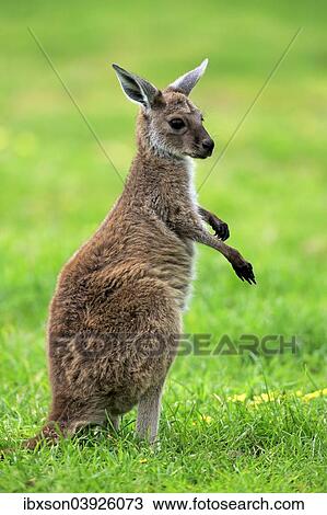 "Kangaroo Island Kangaroo (Macropus fuliginosus fuliginosus), joey, South Australia, Australia, Oceania" View Large Photo Image Stock Image - "Kangaroo Island Kangaroo (Macropus fuliginosus fuliginosus), joey, South Australia, Australia, Oceania". Fotosearch