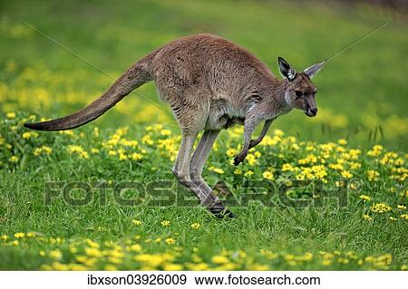 "Kangaroo Island Kangaroo (Macropus fuliginosus fuliginosus), adult, jumping, South Australia, Australia, Oceania" View Large Photo Image Stock Photo - "Kangaroo Island Kangaroo (Macropus fuliginosus fuliginosus), adult, jumping, South Australia, Australia, Oceania". Fotosearch