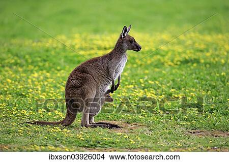 "Kangaroo Island Kangaroos (Macropus fuliginosus fuliginosus), female with joey in the pouch, South Australia, Australia, Oceania" View Large Photo Image Picture - "Kangaroo Island Kangaroos (Macropus fuliginosus fuliginosus), female with joey in the pouch, South Australia, Australia, Oceania". Fotosearch