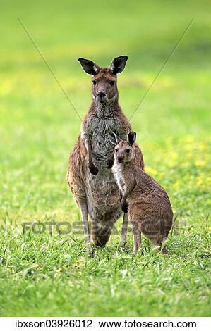 "Kangaroo Island Kangaroos (Macropus fuliginosus fuliginosus), female with joey, South Australia, Australia, Oceania" View Large Photo Image Stock Image - "Kangaroo Island Kangaroos (Macropus fuliginosus fuliginosus), female with joey, South Australia, Australia, Oceania". Fotosearch