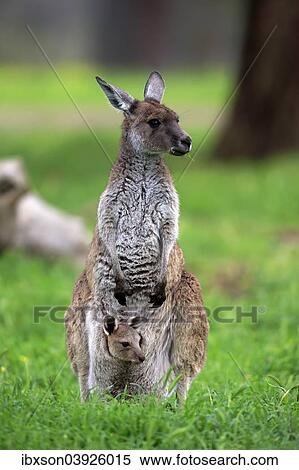 "Kangaroo Island Kangaroos (Macropus fuliginosus fuliginosus), female with joey in the pouch, South Australia, Australia, Oceania" View Large Photo Image Stock Photography - "Kangaroo Island Kangaroos (Macropus fuliginosus fuliginosus), female with joey in the pouch, South Australia, Australia, Oceania". Fotosearch