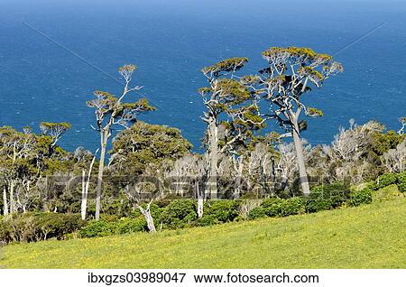 "Kanuka trees (Kunzea ericoides), the sea at the back, Catlins, South Island, New Zealand, Oceania" View Large Photo Image Stock Photo - "Kanuka trees (Kunzea ericoides), the sea at the back, Catlins, South Island, New Zealand, Oceania". Fotosearch
