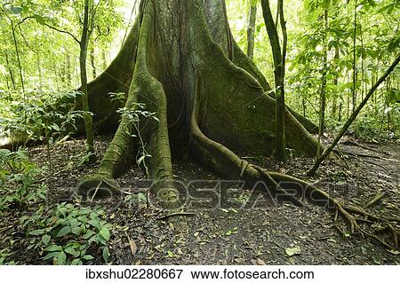 Stock Photo - "Kapok tree (Ceiba pentandra) in the tropical rain forest, Rincon de la Vieja National Park, Guanacaste, Costa Rica, Central America, North America". Fotosearch