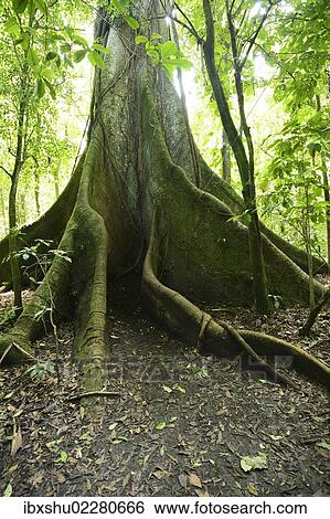 "Kapok tree (Ceiba pentandra) in the tropical rain forest, Rincon de la Vieja National Park, Guanacaste, Costa Rica, Central America, North America" View Large Photo Image Stock Photograph - "Kapok tree (Ceiba pentandra) in the tropical rain forest, Rincon de la Vieja National Park, Guanacaste, Costa Rica, Central America, North America". Fotosearch