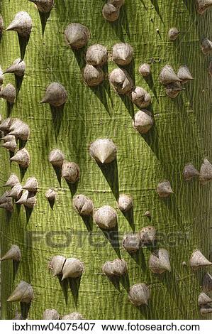 "Kapok tree (Ceiba sp. ), trunk structure with spines, Oaxaca State, Mexico, North America" View Large Photo Image Stock Photo - "Kapok tree (Ceiba sp. ), trunk structure with spines, Oaxaca State, Mexico, North America". Fotosearch