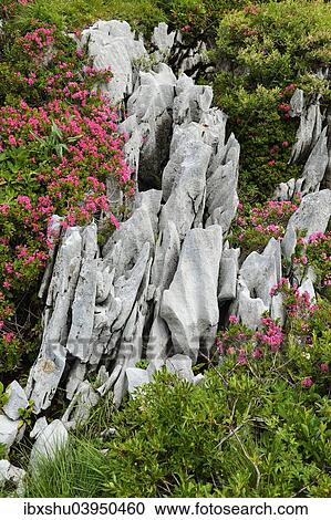 Stock Image - "Karst, between flowering hairy alpenrose (Rhododendron hirsutum), Alt St. Johann, Toggenburg, Canton of St. Gallen, Switzerland, Europe". Fotosearch