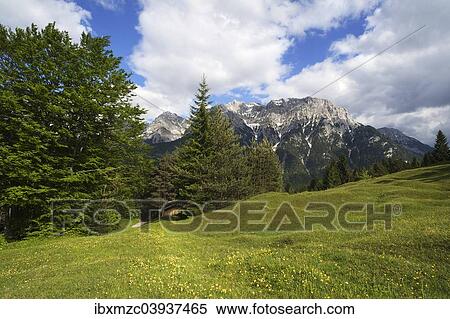 "Karwendel mountain range, flowering spring meadow at the front, Mittenwald, Bavaria, Germany, Europe" View Large Photo Image Stock Photography - "Karwendel mountain range, flowering spring meadow at the front, Mittenwald, Bavaria, Germany, Europe". Fotosearch