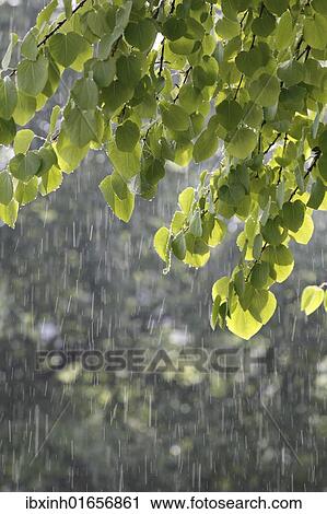 Katsura tree (Cercidiphyllum) during a summer rain View Large Photo Image Stock Image - Katsura tree (Cercidiphyllum) during a summer rain. Fotosearch