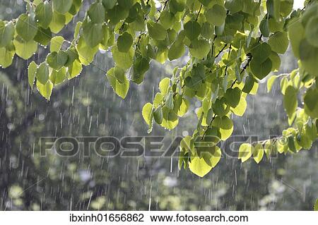 Katsura tree (Cercidiphyllum) during a summer rain View Large Photo Image Stock Image - Katsura tree (Cercidiphyllum) during a summer rain. Fotosearch