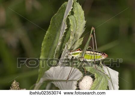 "Katydid or Bush-cricket (Poecilimon jonicus), male, Makrigialos, Greece, Europe" View Large Photo Image Picture - "Katydid or Bush-cricket (Poecilimon jonicus), male, Makrigialos, Greece, Europe". Fotosearch