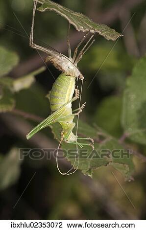 "Katydid or Bush-cricket (Tettigoniidae sp. ) shedding its skin, Lake Kerkini region, Greece, Europe" View Large Photo Image Stock Image - "Katydid or Bush-cricket (Tettigoniidae sp. ) shedding its skin, Lake Kerkini region, Greece, Europe". Fotosearch