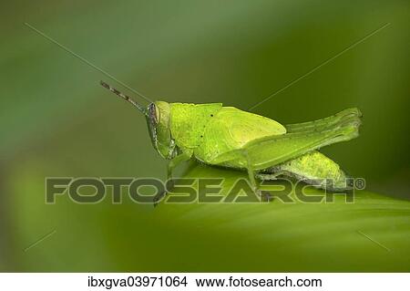 Picture - "Katydid species (Tettigoniidae spec. ), male, Tambopata Nature Reserve, Madre de Dios region, Peru, South America". Fotosearch