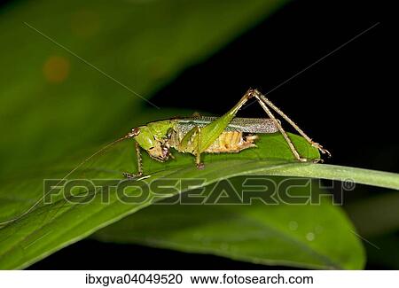 "Katydid (Tettigoniidae spec. ), Tambopata Nature Reserve, Madre de Dios Region, Peru, South America" View Large Photo Image Stock Image - "Katydid (Tettigoniidae spec. ), Tambopata Nature Reserve, Madre de Dios Region, Peru, South America". Fotosearch