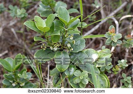 "Kawa??u or??Aiea (Ilex anomala), Mauna Ulu, Hawaii Volcanoes National Park, Big Island, Hawaii, USA" View Large Photo Image Stock Image - "Kawa??u or??Aiea (Ilex anomala), Mauna Ulu, Hawaii Volcanoes National Park, Big Island, Hawaii, USA". Fotosearch