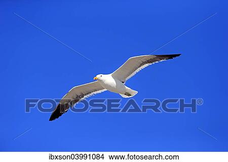 "Kelp Gull (Larus dominicanus), adult, flying, Betty's Bay, Western Cape, South Africa, Africa" View Large Photo Image Picture - "Kelp Gull (Larus dominicanus), adult, flying, Betty's Bay, Western Cape, South Africa, Africa". Fotosearch