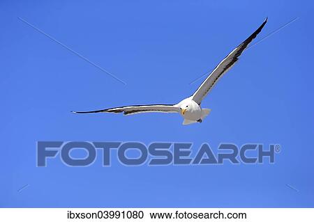 "Kelp Gull (Larus dominicanus), adult, flying, Betty's Bay, Western Cape, South Africa, Africa" View Large Photo Image Stock Image - "Kelp Gull (Larus dominicanus), adult, flying, Betty's Bay, Western Cape, South Africa, Africa". Fotosearch