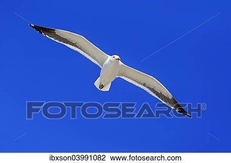 "Kelp Gull (Larus dominicanus), adult, flying, Betty's Bay, Western Cape, South Africa, Africa" View Large Photo Image Stock Image - "Kelp Gull (Larus dominicanus), adult, flying, Betty's Bay, Western Cape, South Africa, Africa". Fotosearch