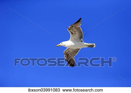 "Kelp Gull (Larus dominicanus), adult, flying, Betty's Bay, Western Cape, South Africa, Africa" View Large Photo Image Stock Image - "Kelp Gull (Larus dominicanus), adult, flying, Betty's Bay, Western Cape, South Africa, Africa". Fotosearch