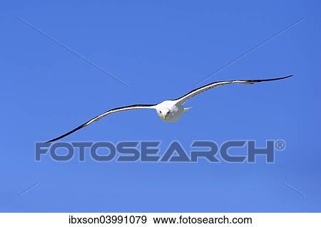 "Kelp Gull (Larus dominicanus), adult, flying, Betty's Bay, Western Cape, South Africa, Africa" View Large Photo Image Stock Photo - "Kelp Gull (Larus dominicanus), adult, flying, Betty's Bay, Western Cape, South Africa, Africa". Fotosearch