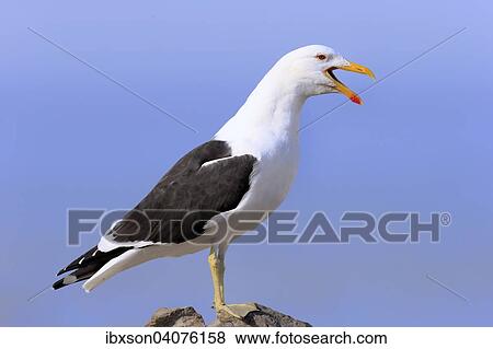 "Kelp Gull (Larus dominicanus), adult, calling, perched on rock, Stony Point, Betty's Bay, Western Cape, South Africa, Africa" View Large Photo Image Stock Photo - "Kelp Gull (Larus dominicanus), adult, calling, perched on rock, Stony Point, Betty's Bay, Western Cape, South Africa, Africa". Fotosearch