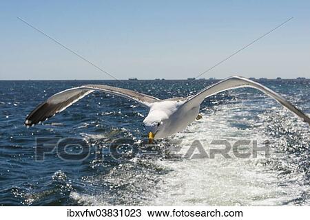 "Kelp Gull (Larus dominicanus), in flight, at Walvis Bay, Erongo Region, Namibia, Africa" View Large Photo Image Stock Image - "Kelp Gull (Larus dominicanus), in flight, at Walvis Bay, Erongo Region, Namibia, Africa". Fotosearch