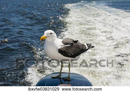 "Kelp Gull (Larus dominicanus), in flight, at Walvis Bay, Erongo Region, Namibia, Africa" View Large Photo Image Stock Photo - "Kelp Gull (Larus dominicanus), in flight, at Walvis Bay, Erongo Region, Namibia, Africa". Fotosearch