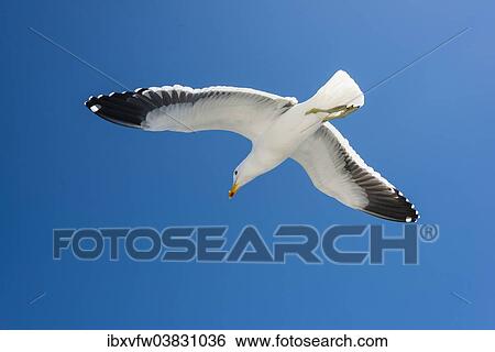 "Kelp Gull (Larus dominicanus), in flight, at Walvis Bay, Erongo Region, Namibia, Africa" View Large Photo Image Stock Photograph - "Kelp Gull (Larus dominicanus), in flight, at Walvis Bay, Erongo Region, Namibia, Africa". Fotosearch