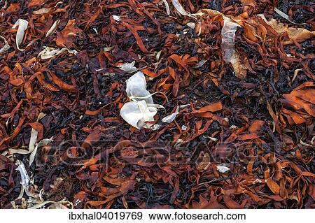 "Kelp, Snaefellsnes peninsula, Iceland, Europe" View Large Photo Image Stock Photo - "Kelp, Snaefellsnes peninsula, Iceland, Europe". Fotosearch