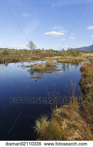 Stock Photography - "Kendlmuehlfilzen nature reserve, also known as Kendlmuehlfilzn or Kendlmuehlfilz nature reserve, Grassau, Chiemgau, Upper Bavaria, Bavaria, Germany, Europe". Fotosearch