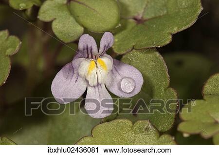 "Kenilworth Ivy (Cymbalaria muralis), blossom, Untergroeningen, Baden-Wuerttemberg, Germany, Europe" View Large Photo Image Stock Image - "Kenilworth Ivy (Cymbalaria muralis), blossom, Untergroeningen, Baden-Wuerttemberg, Germany, Europe". Fotosearch