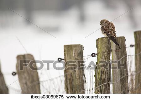 "Kestrel (Falco tinnunculus), perched on a fence post, Bislicher Insel, North Rhine-Westphalia, Germany, Europe" View Large Photo Image Stock Photography - "Kestrel (Falco tinnunculus), perched on a fence post, Bislicher Insel, North Rhine-Westphalia, Germany, Europe". Fotosearch