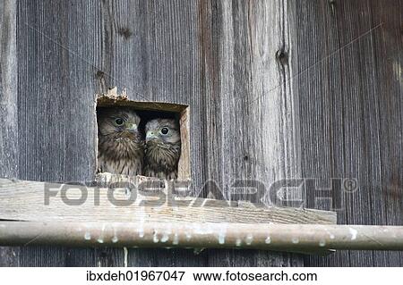 Stock Photo - "Kestrel (Falco tinnunculus), young, nearly fledged, at the nesting hole, Allgaeu, Bavaria, Germany, Europe". Fotosearch