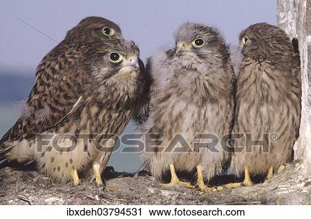 "Kestrels (Falco tinnunculus), nearly fledged young falcons, Allgaeu, Bavaria, Germany, Europe" View Large Photo Image Stock Image - "Kestrels (Falco tinnunculus), nearly fledged young falcons, Allgaeu, Bavaria, Germany, Europe". Fotosearch