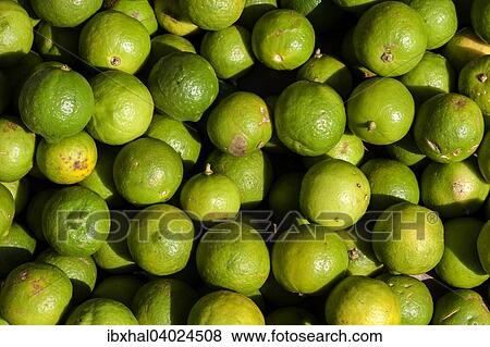 Key limes (Citrus aurantiifolia) View Large Photo Image Stock Photo - Key limes (Citrus aurantiifolia). Fotosearch