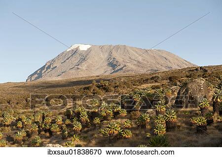 Stock Image - "Kibo Peak, extinct volcano, forest of Giant Groundsel (Dendrosenecio Kilimanjari), Kilimanjaro National Park, Marangu Route, Tanzania, East Africa, Africa". Fotosearch