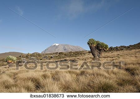"Kibo Peak, extinct volcano, Giant Groundsel (Dendrosenecio Kilimanjari), Kilimanjaro National Park, Marangu Route, Tanzania, East Africa, Africa" View Large Photo Image Stock Image - "Kibo Peak, extinct volcano, Giant Groundsel (Dendrosenecio Kilimanjari), Kilimanjaro National Park, Marangu Route, Tanzania, East Africa, Africa". Fotosearch