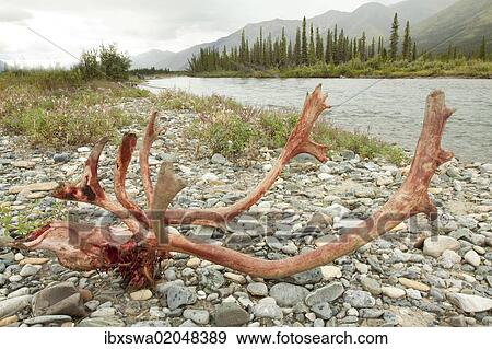 "Kill site, bloody scull and antlers of a male, bull caribou, reindeer (Rangifer tarandus), killed and eaten by wolves, shore of Wind River, Peel Watershed, Yukon Territory, Canada, North America" View Large Photo Image Stock Photo - "Kill site, bloody scull and antlers of a male, bull caribou, reindeer (Rangifer tarandus), killed and eaten by wolves, shore of Wind River, Peel Watershed, Yukon Territory, Canada, North America". Fotosearch