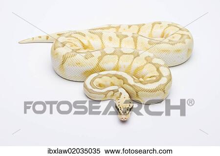 "Killer Bee Butter Ball Python or Royal Python (Python regius), male" View Large Photo Image Stock Photography - "Killer Bee Butter Ball Python or Royal Python (Python regius), male". Fotosearch