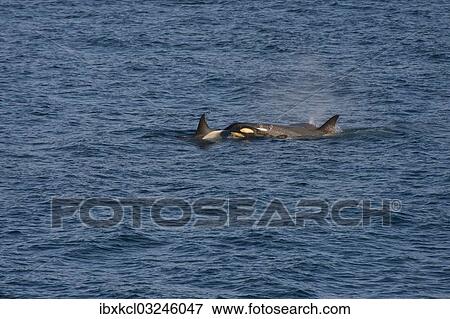 "Killer Whales or Orca (Orcinus orca), female with cubs, Gerlache Strait, Antarctic Peninsula, Antarctica" View Large Photo Image Stock Photo - "Killer Whales or Orca (Orcinus orca), female with cubs, Gerlache Strait, Antarctic Peninsula, Antarctica". Fotosearch
