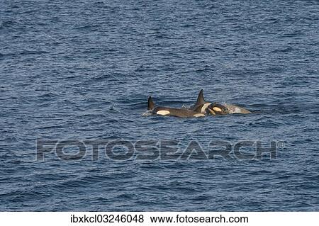 "Killer Whales or Orca (Orcinus orca), female with cubs, Gerlache Strait, Antarctic Peninsula, Antarctica" View Large Photo Image Stock Photo - "Killer Whales or Orca (Orcinus orca), female with cubs, Gerlache Strait, Antarctic Peninsula, Antarctica". Fotosearch