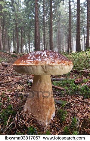 "King Bolete or Cep (Boletus edulis) growing in a forest, North Hesse, Hesse, Germany, Europe" View Large Photo Image Stock Photo - "King Bolete or Cep (Boletus edulis) growing in a forest, North Hesse, Hesse, Germany, Europe". Fotosearch