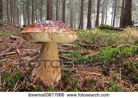 Stock Photograph - "King Bolete or Cep (Boletus edulis) growing in a forest, North Hesse, Hesse, Germany, Europe". Fotosearch