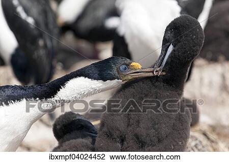 "King Cormorant (Phalacrocorax albiventer) with young, Sealion Island, Falkland Islands, South America" View Large Photo Image Stock Image - "King Cormorant (Phalacrocorax albiventer) with young, Sealion Island, Falkland Islands, South America". Fotosearch