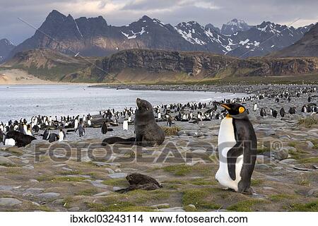 "King Penguin (Aptenodytes patagonicus) and an Antarctic Fur Seal (Arctocephalus gazella) in a King Penguin colony, Salisbury Plain, South Georgia and the South Sandwich Islands, United Kingdom, Antarctica" View Large Photo Image Picture - "King Penguin (Aptenodytes patagonicus) and an Antarctic Fur Seal (Arctocephalus gazella) in a King Penguin colony, Salisbury Plain, South Georgia and the South Sandwich Islands, United Kingdom, Antarctica". Fotosearch