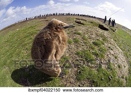 "King Penguin (Aptenodytes patagonicus), chick, in front of a breeding colony, Volunteer Point, East Falkland Islands, Falkland Islands, South America" View Large Photo Image Stock Image - "King Penguin (Aptenodytes patagonicus), chick, in front of a breeding colony, Volunteer Point, East Falkland Islands, Falkland Islands, South America". Fotosearch